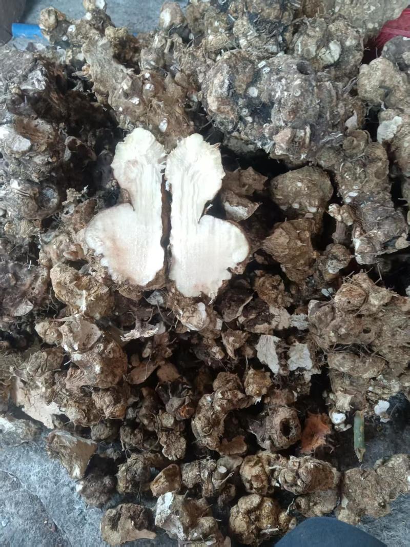 土茯苓贵州野生红肉土茯苓白肉土茯苓鲜货干货视频看货