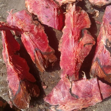 土茯苓贵州野生红肉土茯苓白肉土茯苓鲜货干货视频看货