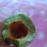 我地出的香瓜，西瓜，南瓜，芝麻蜜香瓜，黍子，