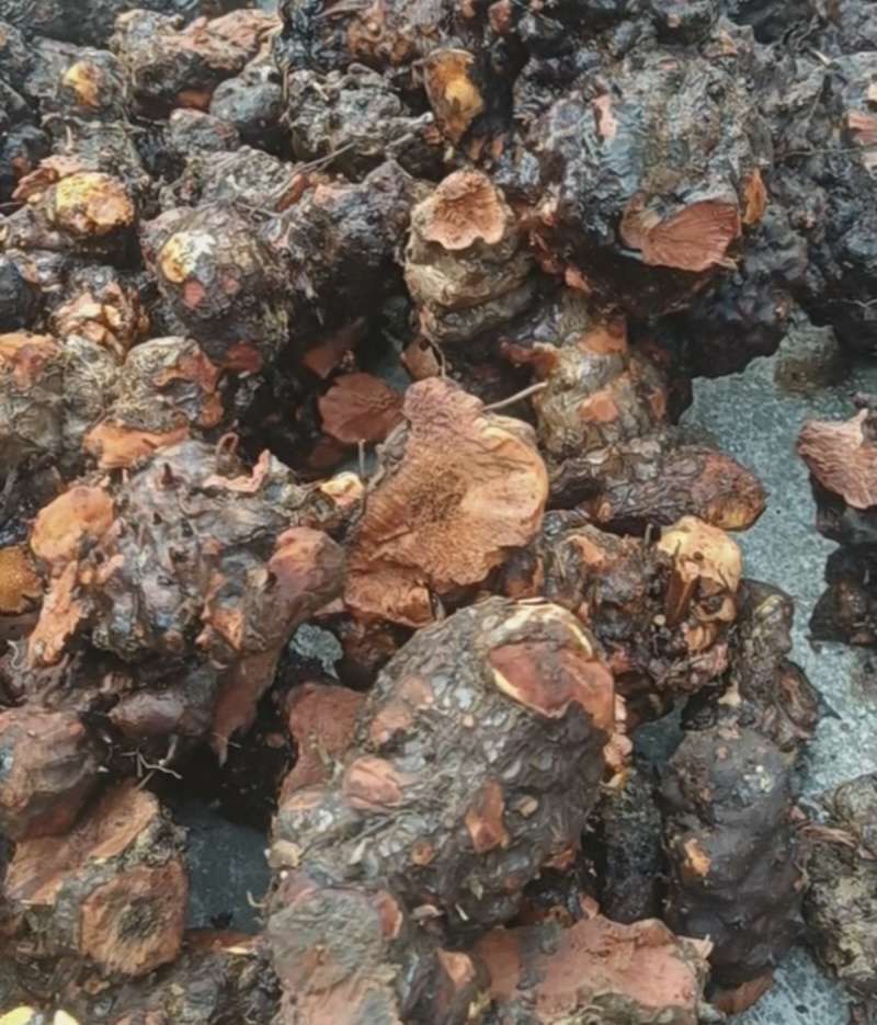 土茯苓贵州野生红肉土茯苓白肉土茯苓鲜货干货视频看货