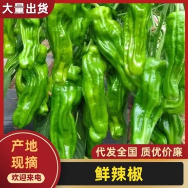 【优质芜湖椒】支持一件代发持续5月大量上市6-11月