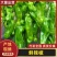 【优质芜湖椒】支持一件代发持续5月大量上市6-11月