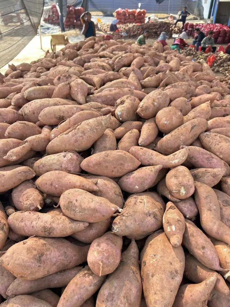 龙九红薯软糯香甜新鲜现挖现发品质保证承接各大电商一件代发