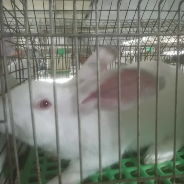 肉兔供应