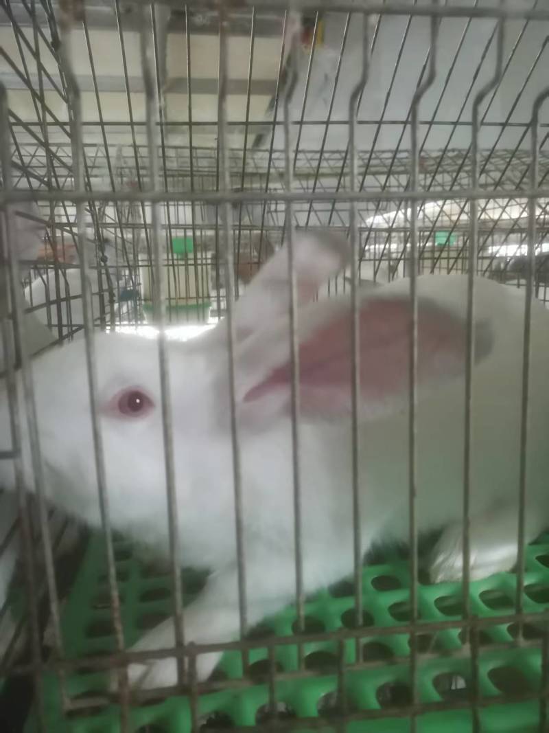 肉兔供应