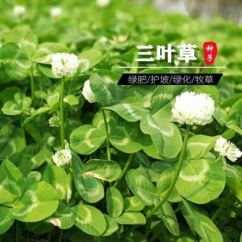 红三叶白三叶种子厂家发货一手货源批发质量保证价格便宜