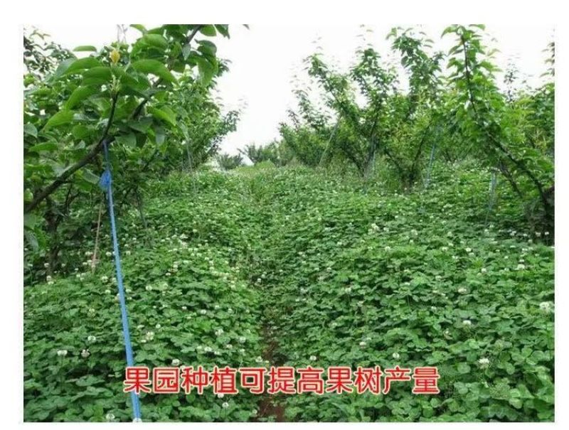 红三叶白三叶种子厂家发货一手货源批发质量保证价格便宜