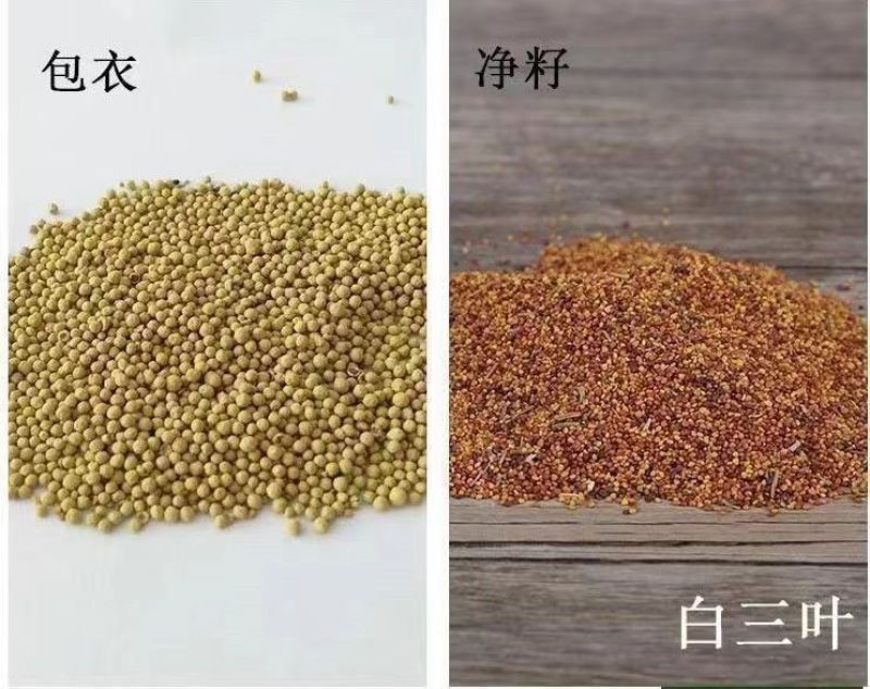 红三叶白三叶种子厂家发货一手货源批发质量保证价格便宜