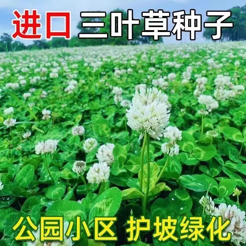 红三叶白三叶种子厂家发货一手货源批发质量保证价格便宜