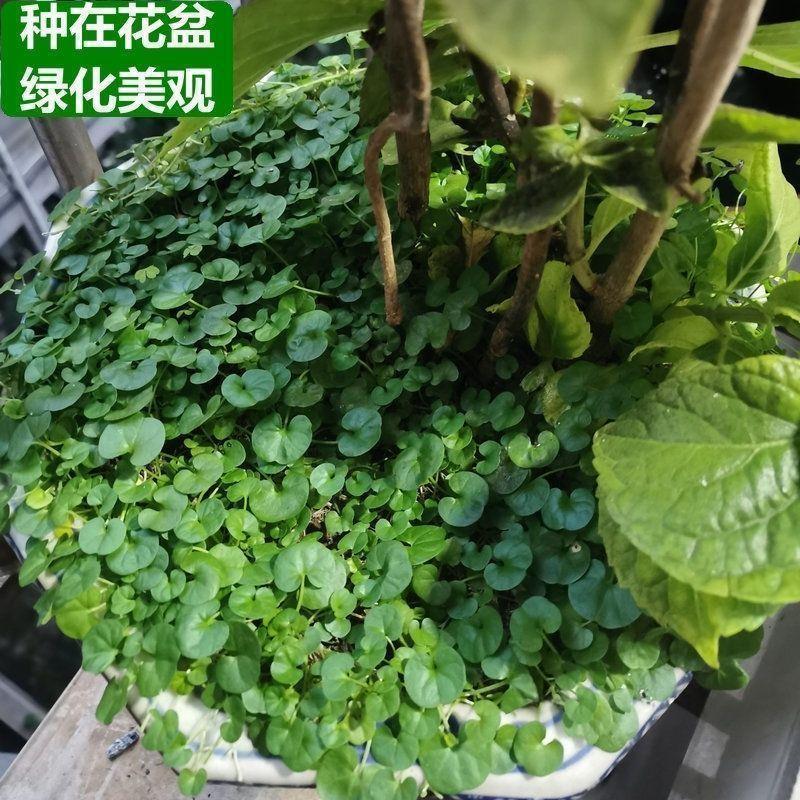 马蹄金种子厂家发货一手货源批发质量保证价格美丽欢迎下单
