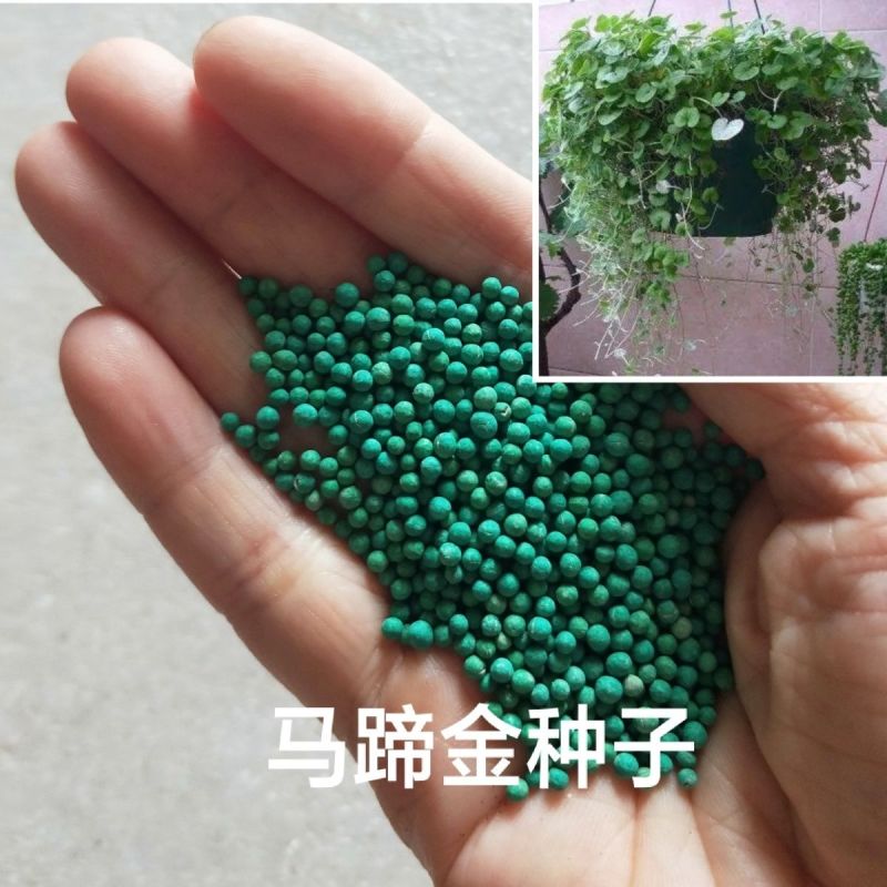 马蹄金种子厂家发货一手货源批发质量保证价格美丽欢迎下单