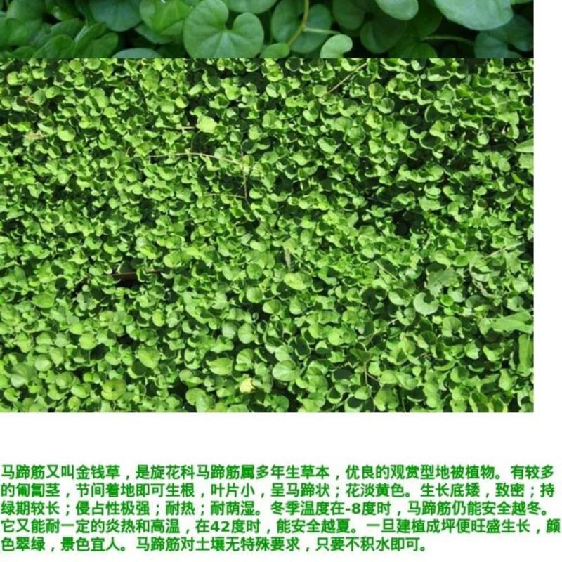 马蹄金种子厂家发货一手货源批发质量保证价格美丽欢迎下单