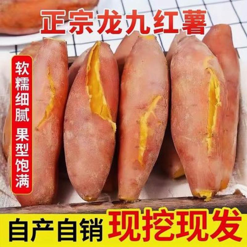 龙九红薯软糯香甜新鲜现挖现发品质保证承接各大电商一件代发
