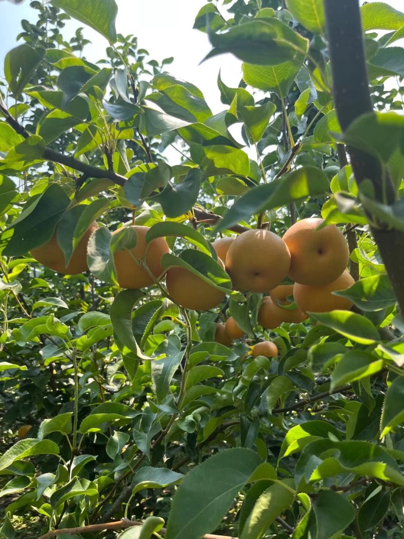 圆黄梨