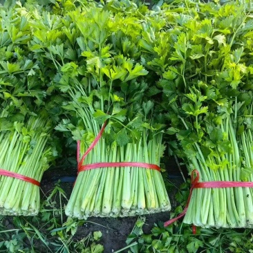 《吉林香芹》芹菜基地直发对接商超团购电商一条龙服务