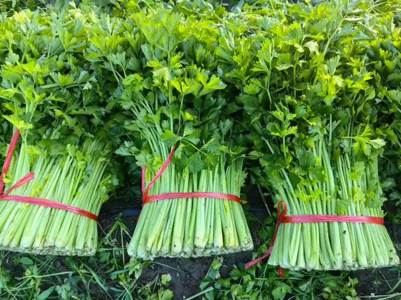 《吉林香芹》芹菜基地直发对接商超团购电商一条龙服务