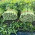 《吉林香芹》芹菜基地直发对接商超团购电商一条龙服务