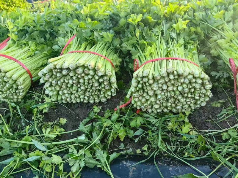 《吉林香芹》芹菜基地直发对接商超团购电商一条龙服务