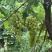 无核白葡萄基地直销量大质优价格优惠一手货源欢迎咨询