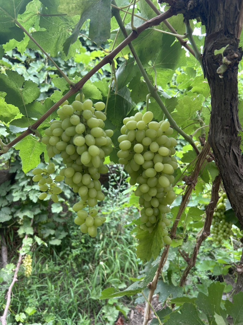 无核白葡萄基地直销量大质优价格优惠一手货源欢迎咨询