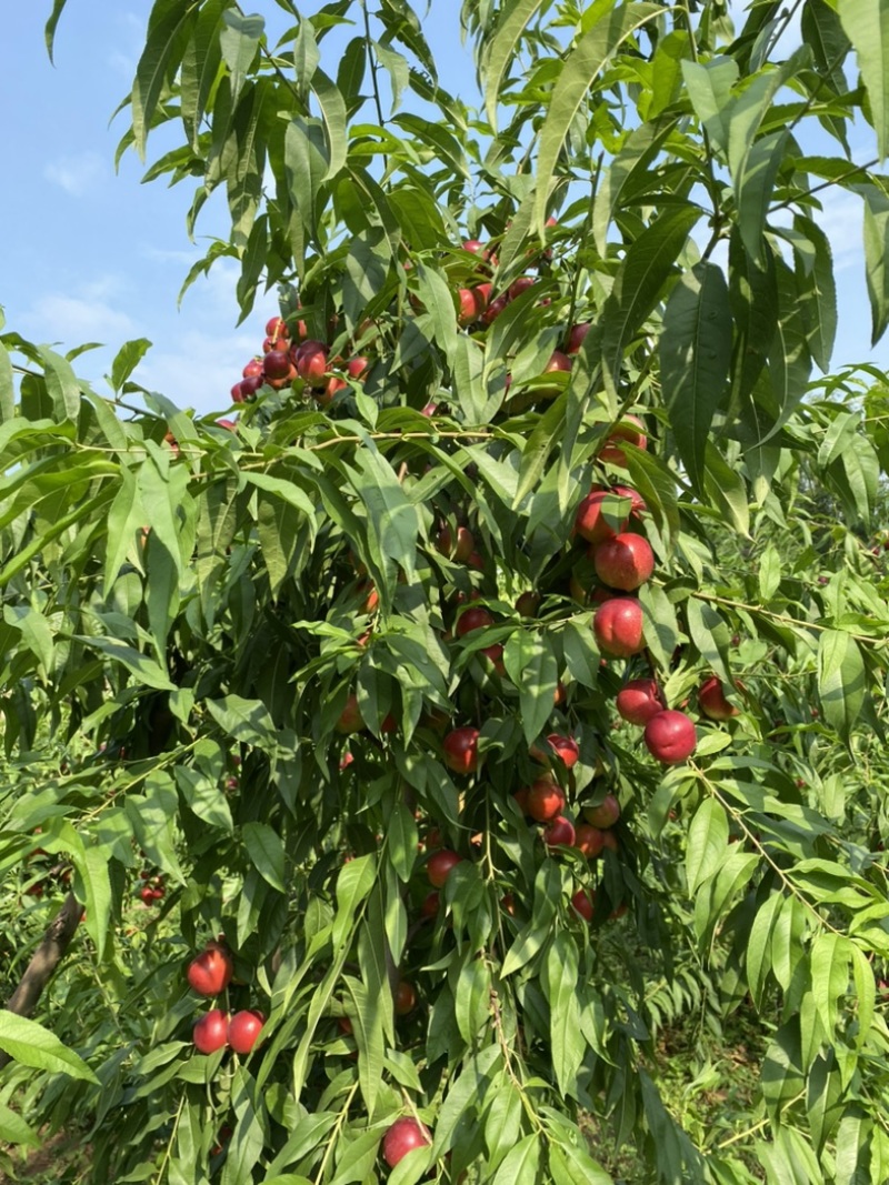 自家种植珍珠枣油桃，标价即上车价，现摘装车，无其它费用