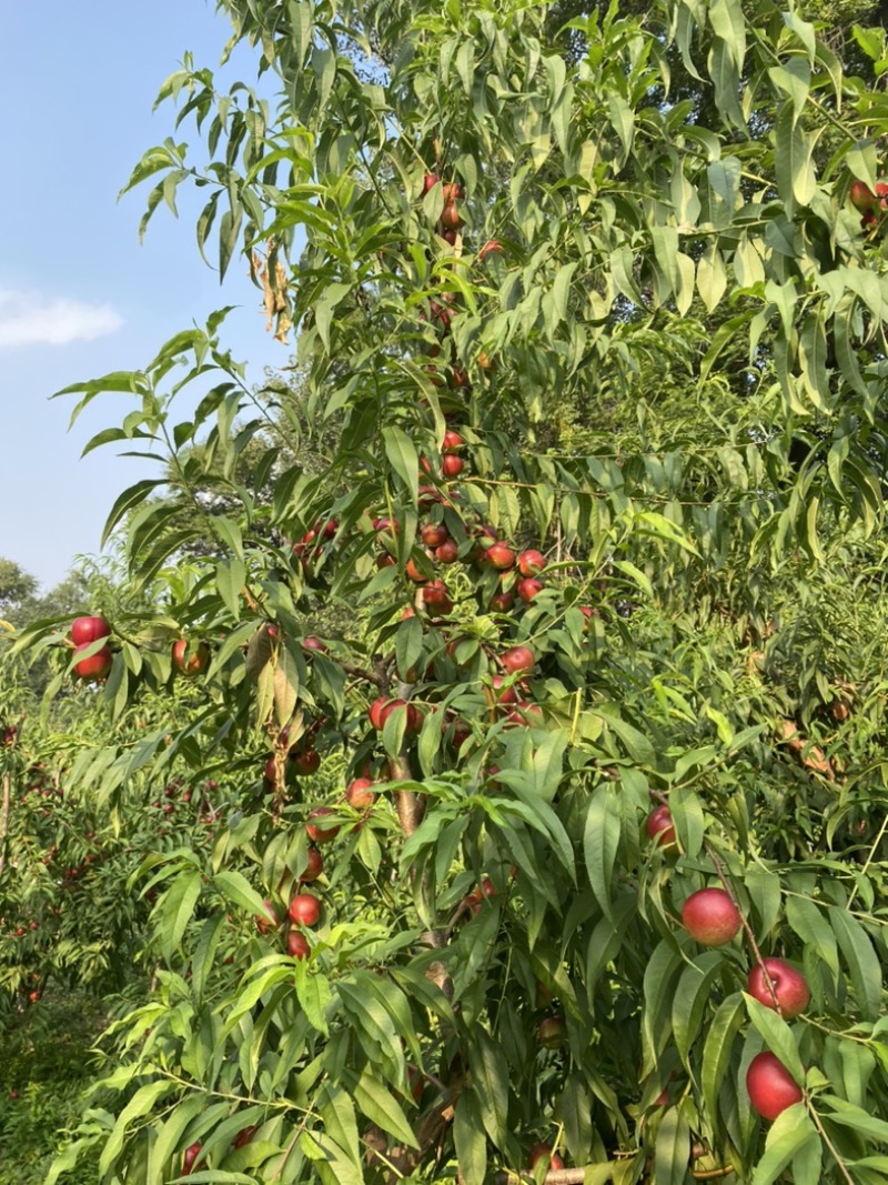 自家种植珍珠枣油桃，标价即上车价，现摘装车，无其它费用