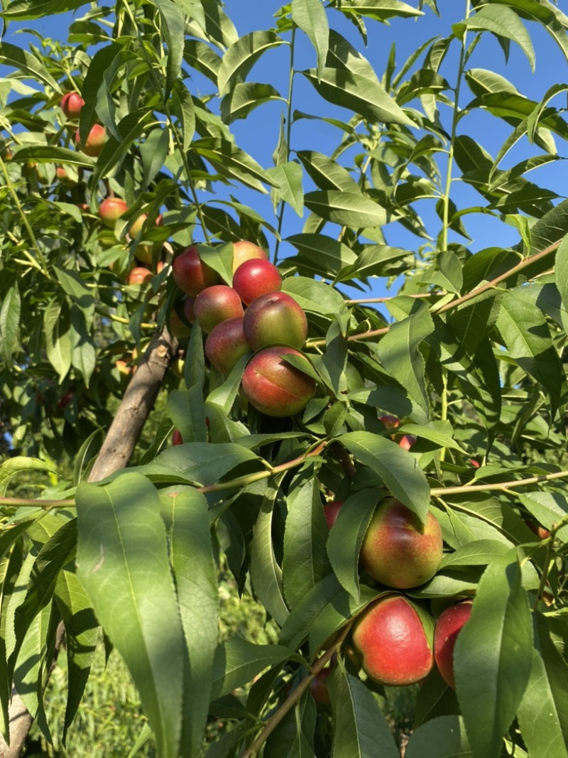 自家种植珍珠枣油桃，标价即上车价，现摘装车，无其它费用