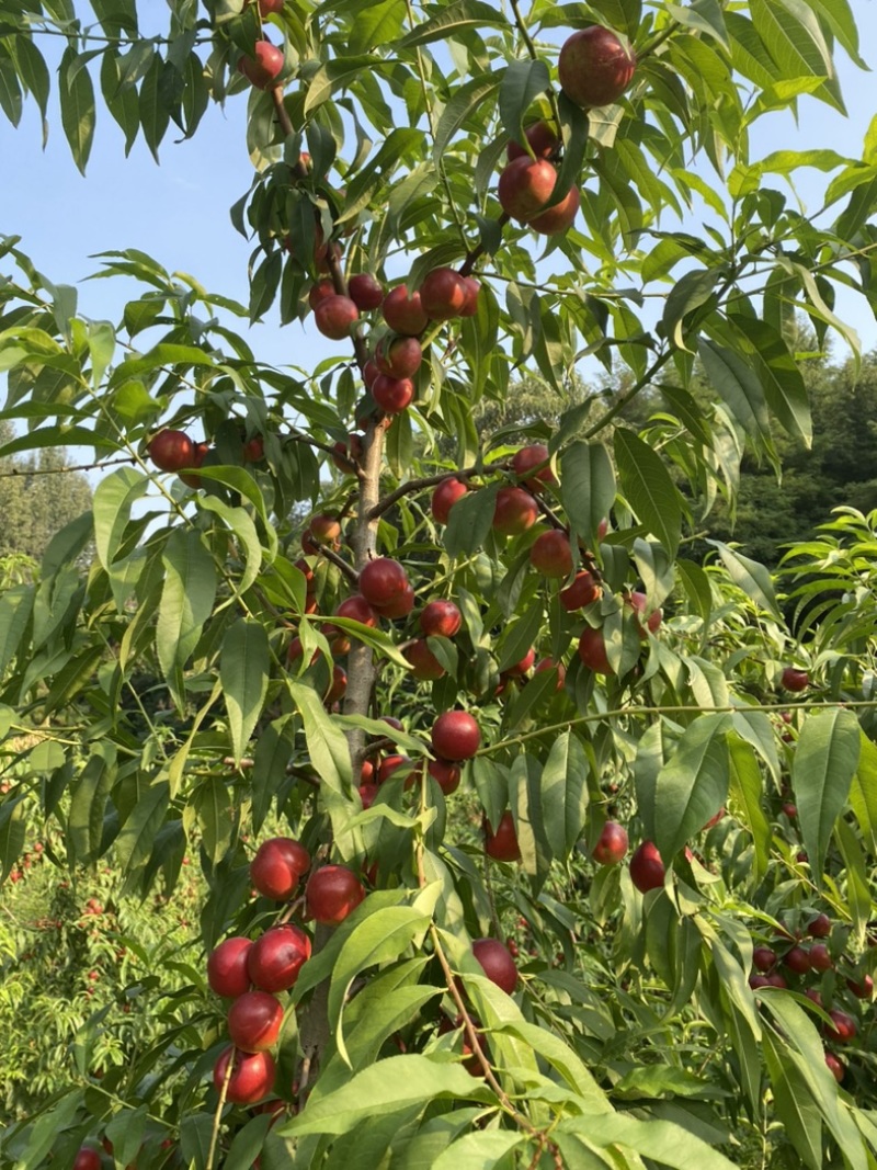 自家种植珍珠枣油桃，标价即上车价，现摘装车，无其它费用