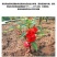 凤仙花种子厂家发货一手货源批发品质保证价格便宜欢迎下单