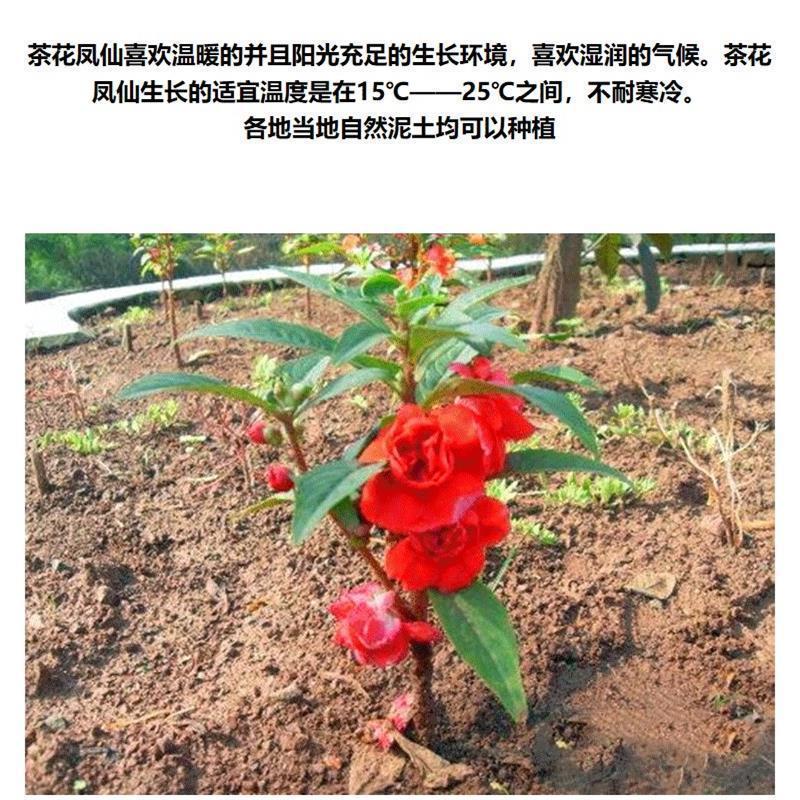 凤仙花种子厂家发货一手货源批发品质保证价格便宜欢迎下单