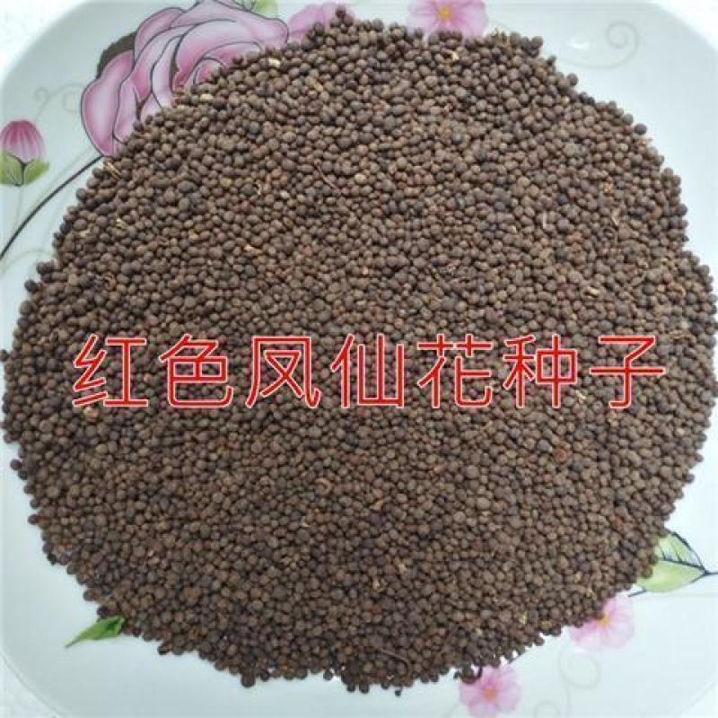 凤仙花种子厂家发货一手货源批发品质保证价格便宜欢迎下单