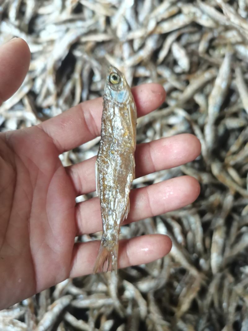 油炸蓝刀/开肚/餐条/刁子鱼/干货/水库鱼/小河鱼