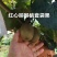蒲江红心猕猴桃
