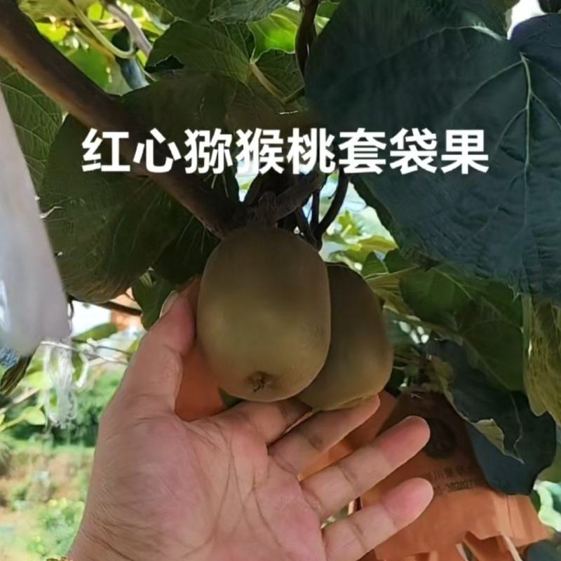 蒲江红心猕猴桃