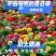 百日草种子花海打造多季播种厂家直销价格美丽