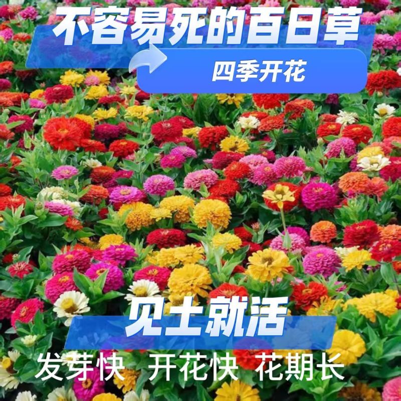 百日草种子花海打造多季播种厂家直销价格美丽