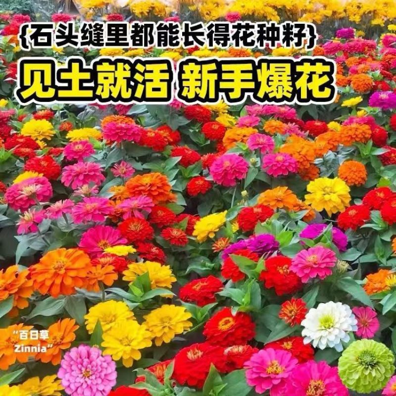 百日草种子花海打造多季播种厂家直销价格美丽