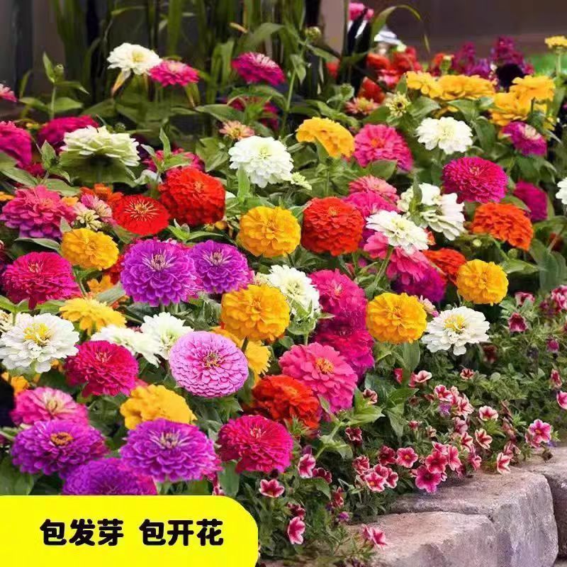 百日草种子花海打造多季播种厂家直销价格美丽