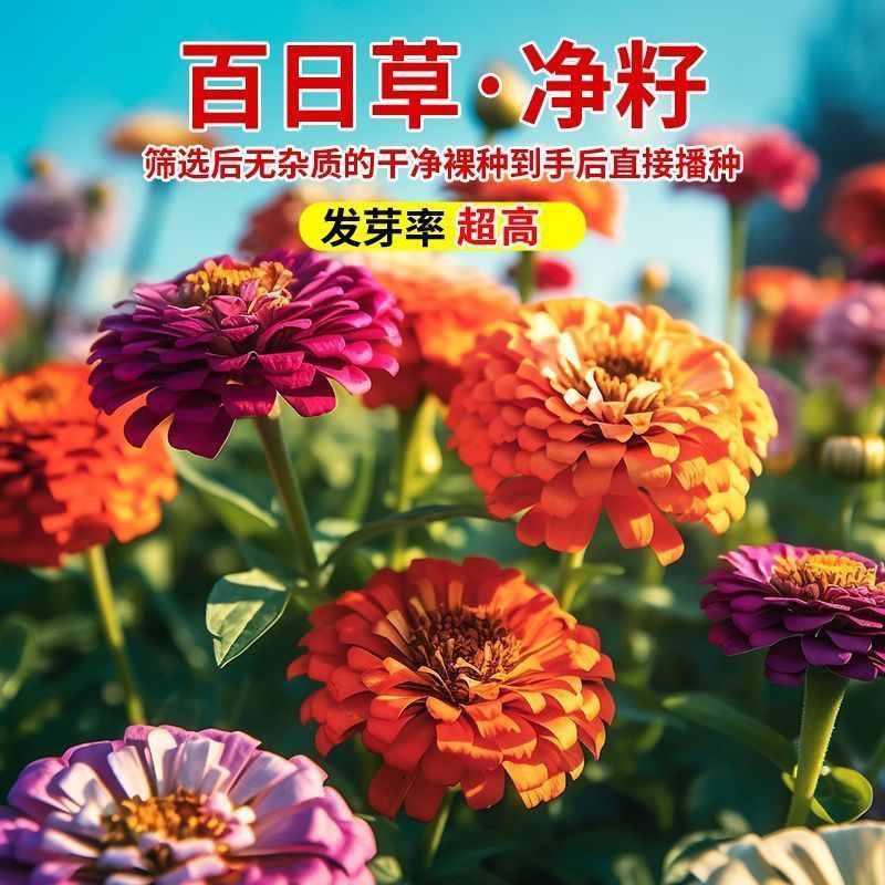 百日草种子花海打造多季播种厂家直销价格美丽