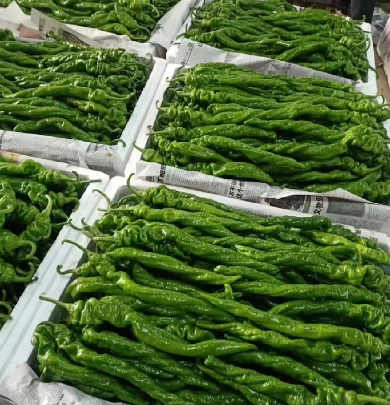 湖北辣椒螺丝椒产地直供量大从优实力代发全国商超市