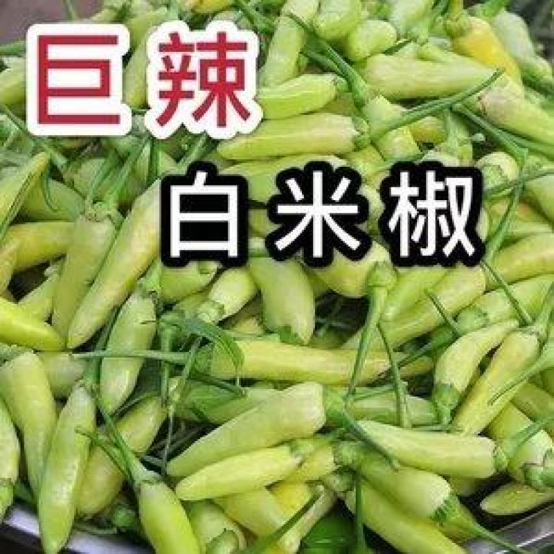 泡椒野山椒产地直供全国发货