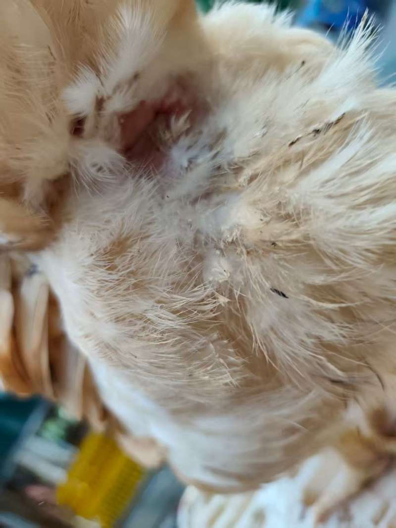 老水鸡项广东三黄土鸡项月子鸡