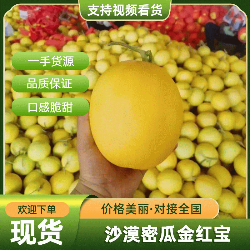 甘肃民勤沙漠金红宝，产地直发，提供一条龙服务