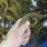 【黄鳝】活体黄鳝冰冻黄鳝段无限量供应量大从优