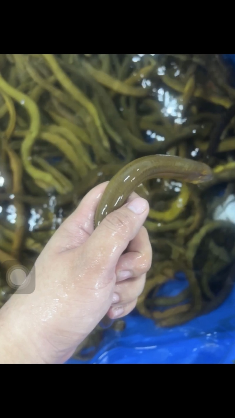【黄鳝】活体黄鳝冰冻黄鳝段无限量供应量大从优