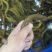 【黄鳝】活体黄鳝冰冻黄鳝段无限量供应量大从优