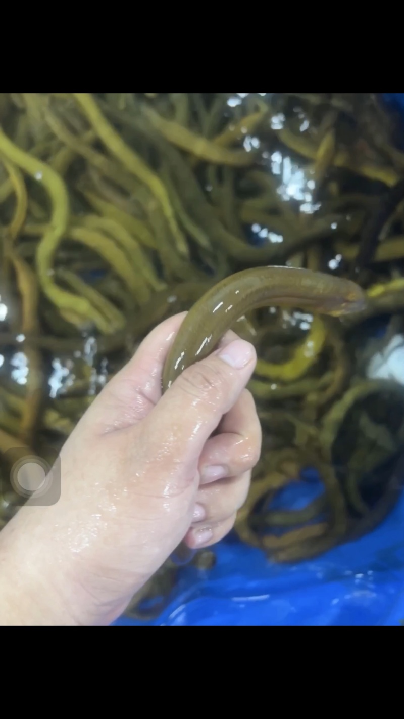 【黄鳝】活体黄鳝冰冻黄鳝段无限量供应量大从优