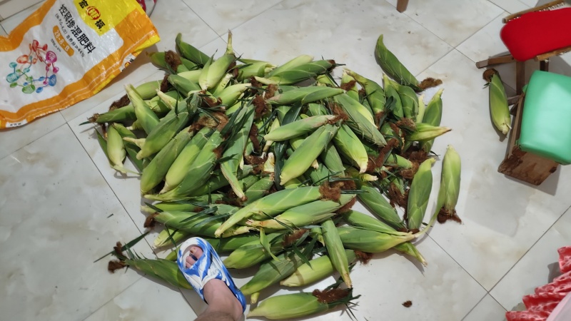 水果玉米（品种泰阳花）