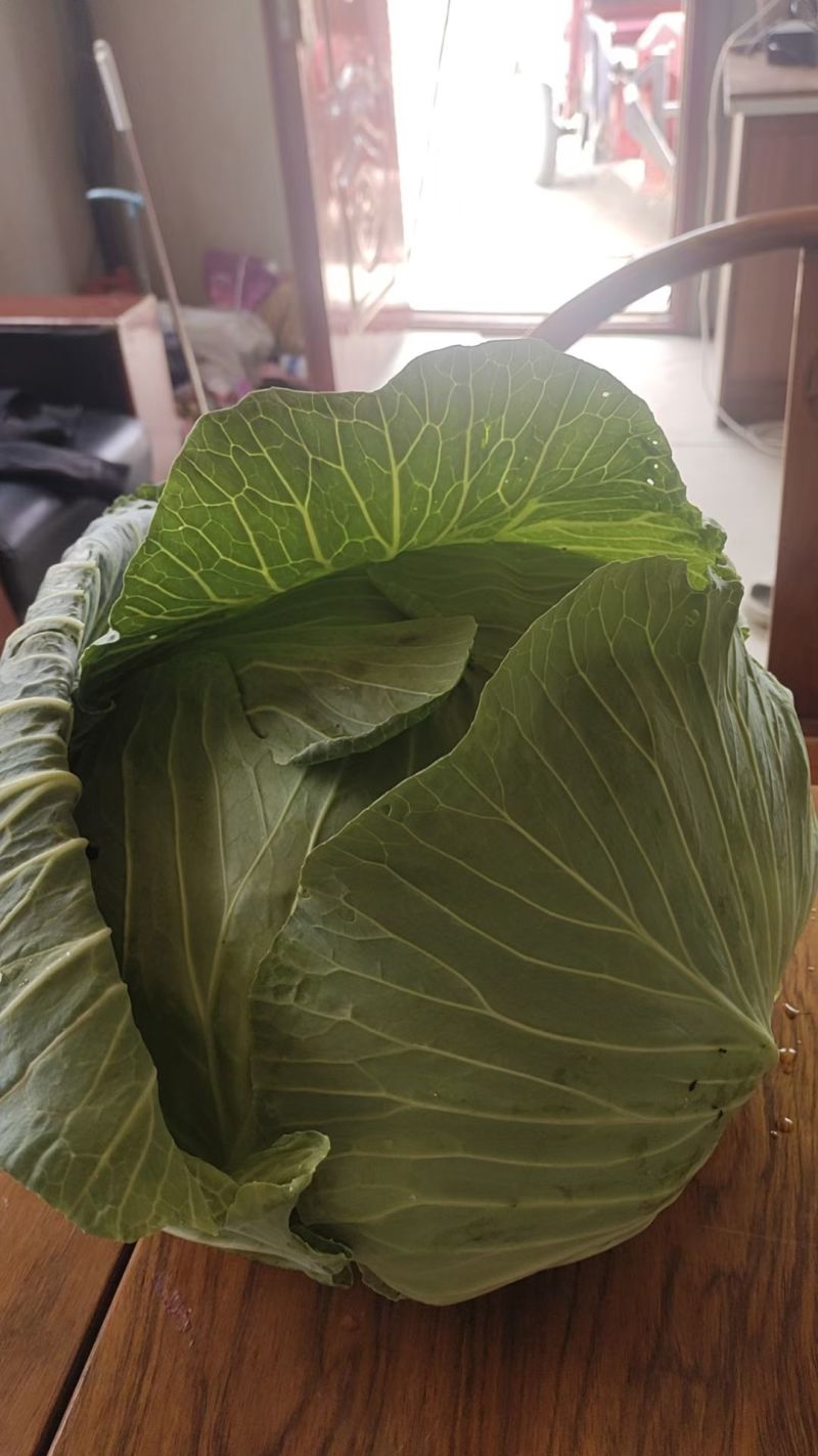 宁夏西吉精品甘蓝，大量有货，需要的老板联系，