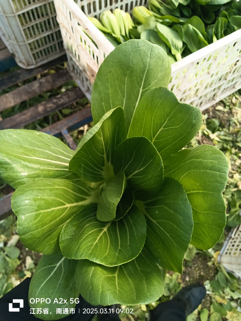 移栽大青菜，香菇菜，大量供应腌菜厂专现摘现发保证新鲜